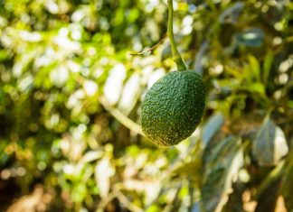 Confía Sedeco en el pronto restablecimiento de exportaciones de aguacate michoacano