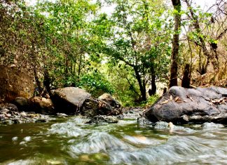 SECMA invita a preservar el hábitat del ajolote Michoacano en las “Cañadas del Río Chiquito”