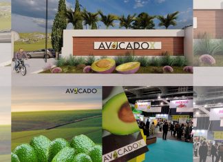 Avocadox inicia operaciones exportando aguacate michoacano a tres países estratégicos y continua su expansión a nivel internacional