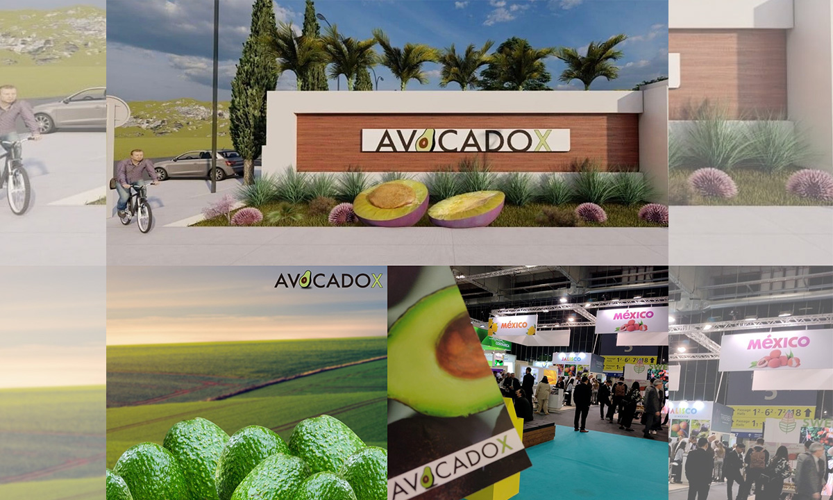 AVOCADOX PORTADA