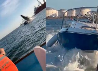 #Video Ballena cae encima de lancha con personas en Sinaloa
