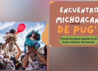 ¡Si tienes un pug! No puedes perderte esta reunión en #Morelia