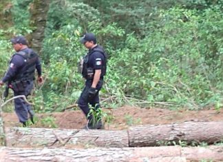 Agrupamiento Forestal y Ambiental de la SSP, asegura rollos de madera ilegal en Madero