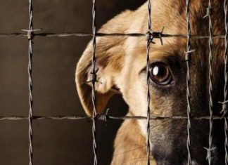 Multas para los Morelianos hasta de 48 mil pesos por maltratar a los animales