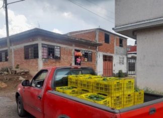 SSP decomisa cargamento de aguacate presuntamente ilícito, en Uruapan
