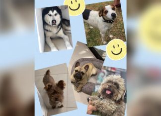 Hoy se celebra el «Día mundial del Perro»