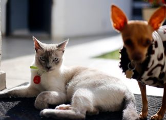 Aplicadas más de 46 mil vacunas contra la rabia y esterilizados más de 9 mil felinos y caninos