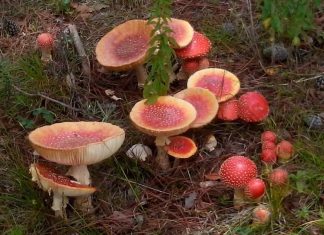 Feria del Hongo, ejemplo de la vasta riqueza michoacana: Sectur