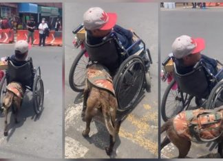 Keily una perrita que ayuda a su dueño para vender dulces, empujando su silla de ruedas
