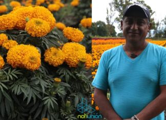 Productores de El Colegio venderán flor de cempasúchil en maceta y sí es 100% michoacana.