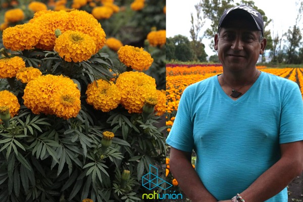 Productores de El Colegio venderán flor de cempasúchil en maceta y sí es  100% michoacana. - Notiunión