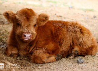 Zoológico de Morelia anuncia nuevos nacimientos