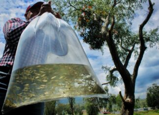 Siembra Gobierno de Tarímbaro 10 mil alevines de carpa en laguna de Santa María