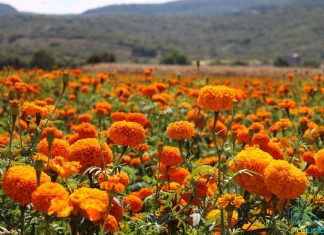 Desde 50 pesitos podrás encontrar los manojos de flor de cempasúchil, nube y garrita de león en Cópandaro