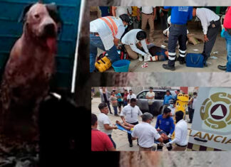 Ladrón es atacado por pitbull y le arranca prácticamente un pedazo del brazo