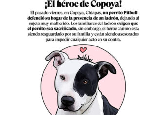 Pitbull que atacó a ladrón y casi le arranca el brazo, !no será sacrificado¡