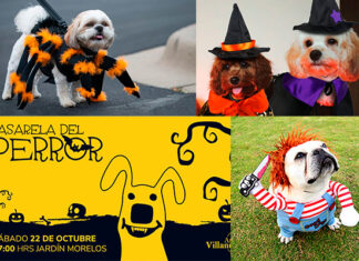 «Pasarela del Perror» un concurso donde podrás disfrazar a tu mascota