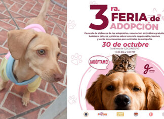 Este 30 de octubre habrá Feria de Adopción Canina y Felina en #Morelia