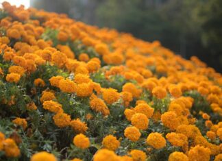 SADER garantiza abasto de flores para los altares y ofrendas de Día de Muertos