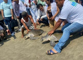 Arranca la Expo Tortuga Marina 2022 en Playa Azul