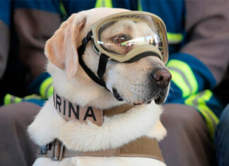 Frida perra rescatista que salvó vidas en el sismo de 2017, falleció a su 13 años