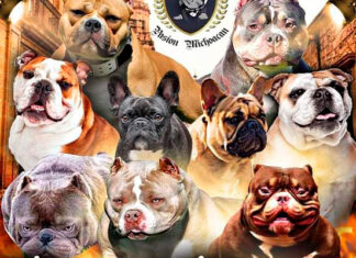 Evento con causa este 13 de noviembre, habrá exhibición de Bulldogs en #Morelia