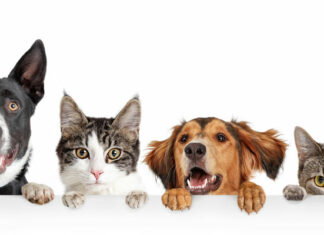 Este martes 22 de noviembre esterilización gratis para tus mascotas