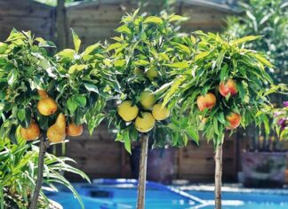 Plantas frutales, forestales y agroindustriales, serán parte del Tianguis Campesino: SADER