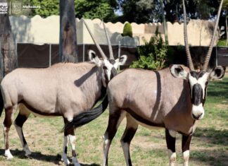 El Zoológico de Morelia promueve la conservación de las especies con el programa de reproducción en cautiverio