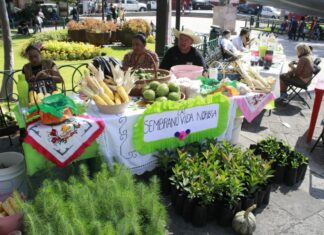 Más de 700 mil árboles con programa Sembrando Vida