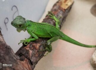 ZooMorelia y Profepa invitan a denunciar para detener y castigar la venta de especies protegidas