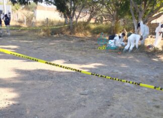 Localizan el cuerpo sin vida de una persona cerca del Lago de Cuitzeo Cuerpo sin vida-Cuitzeo