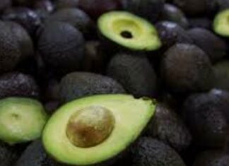 Mantiene Sader acuerdos de colaboración con productores aguacateros en materia fitosanitaria