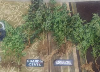 Decomisan once plantas de marihuana, drogas sintéticas y una motocicleta en Uruapan