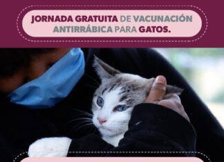 ¡Atención! Habrá vacunación para gatos en Michoacán