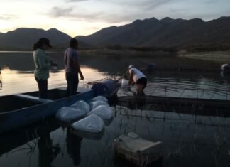 Compesca siembra 25 mil crías de tilapia en Huetamo