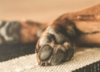 FGE Vincula a proceso a una pareja por envenenar a cuatro ‘perritos’ en Tarímbaro