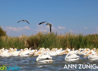 Visita la Isla de Petatán en el occidente de Michoacán y conoce a los Pelícanos Borregones