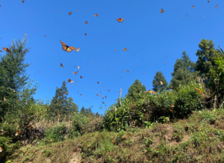 Febrero es el mes perfecto para disfrutar el avistamiento de la mariposa monarcaen Michoacán