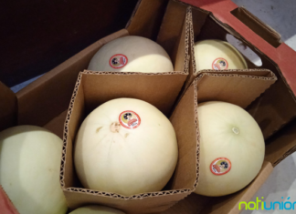 Orgullo michoacano: La Huacana es el primer municipio reconocido a nivel nacional por exportar melones a EU y Canadá