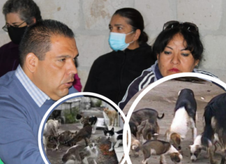 Reactiva programa y unidad móvil para garantizar bienestar animal en Tarímbaro