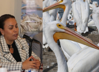 A falta de alimento, disminuye la cifra de pelicanos borregones que llegan a Michoacán