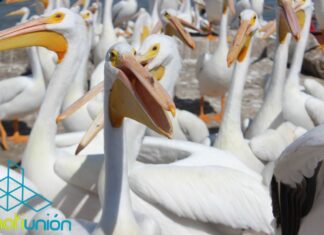 ¡Ven y disfruta del 12° festival biocultural del Pelicano Borregón!