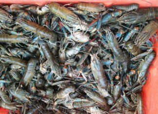 Compesca ofrece precios bajos en pescado y mariscos en temporada de cuaresma
