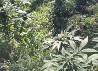 36 mil plantas de maihuana fueron destruidas en Tuzantla por la SSP y Guardia Nacional