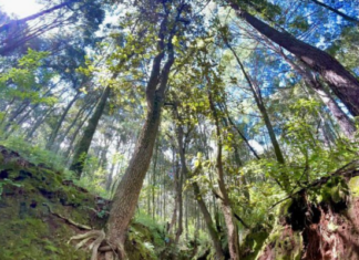 El Cerro del Águila podría ser decretado como Área Natural Protegida