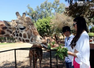 Este fin de semana largo conoce las especies y atractivos del Zoo de Morelia