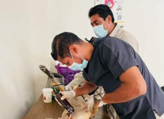 Morelia cuenta con tres módulos fijos para esterilizar gratis a perros y gatos