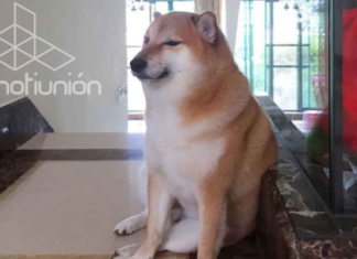 Conoce a Cheems, el fenómeno en Twitter que ha conquistado a todos con su aspecto adorable.