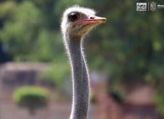 Muere Lola, la avestruz del Zoo de Morelia